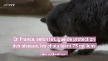 En Europe, il est interdit de laisser son chat dehors en liberté