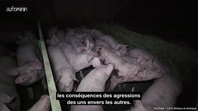 L214 dénonce un élevage porcin en Bretagne