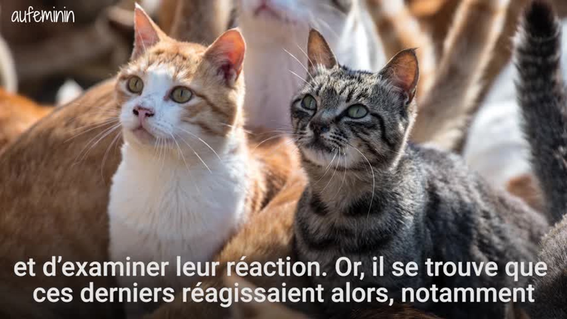 Les Chats Reconnaissent Leur Nom S Il Ne Vous Repond Pas C Est Juste Qu Il Vous Ignore Video Dailymotion