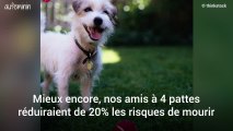 Pour vivre plus longtemps, adopter un chien serait une très bonne idée !