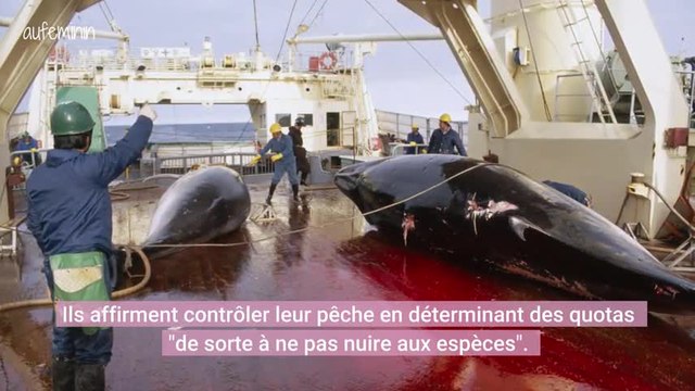 Le Japon reprend la chasse à la baleine