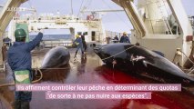 Le Japon reprend la chasse à la baleine