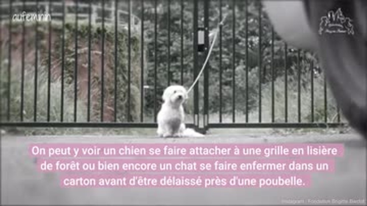 La Fondation Bardot dévoile deux clips contre l'abandon des animaux l'été