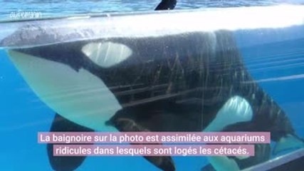 Pamela Anderson attaque le Marineland