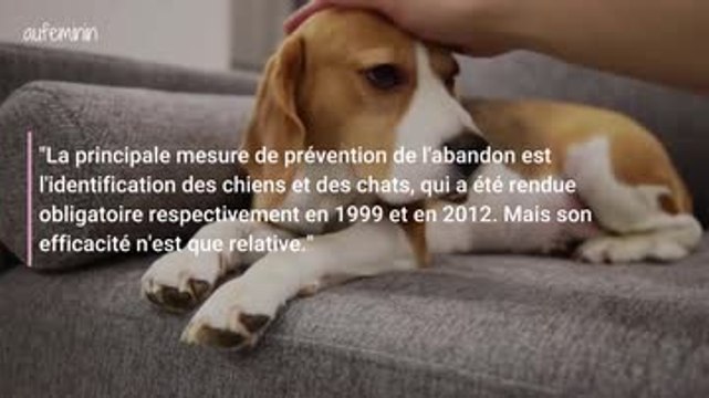 Un projet de loi pour lutter contre les abandons massifs d'animaux domestiques