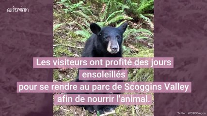 Un jeune ours noir abattu parce qu’il était devenu trop proche des humains