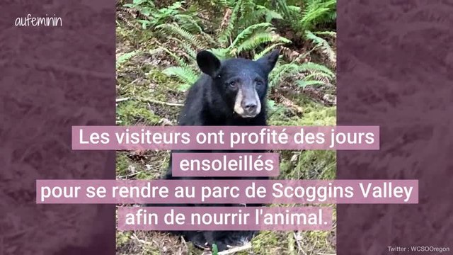 Un jeune ours noir abattu parce qu’il était devenu trop proche des humains