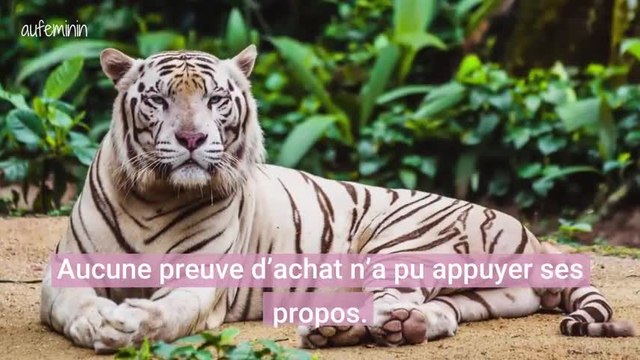 Quatre bébés tigres blancs découverts dans une voiture à la douane