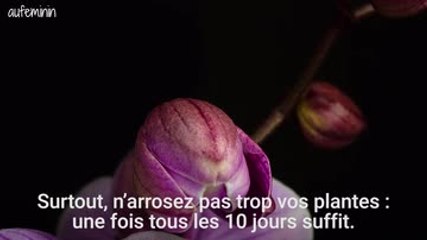 Entretenir une orchidée