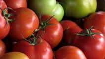 GAZZE - İsrail'in Gazzeli çiftçi ve tüccarlara yönelik yeni baskı aracı 'sapsız domates' şartı