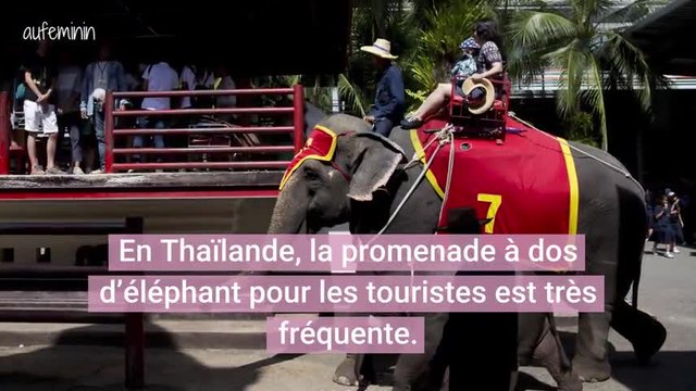 En Thaïlande, un jeune éléphant s’effondre d’épuisement aux côtés de sa mère dans un jardin touristique