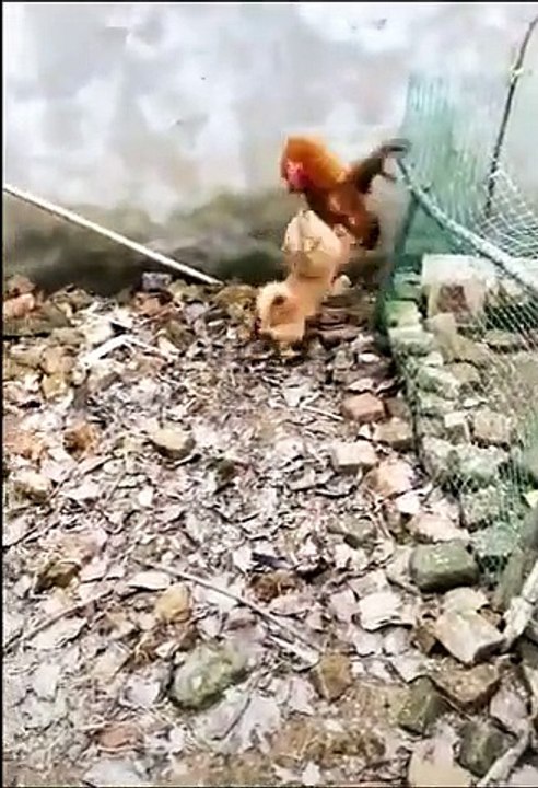 Chicken vs. Cat