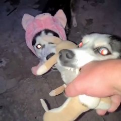 Two dogs fight over a doll they want to eat-كلبان يتشاجران على دمية يريدان أكلها