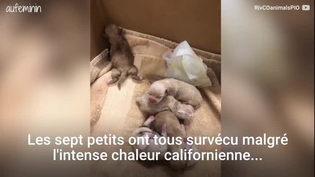 Arrêtée pour avoir jeté des chiots à la poubelle