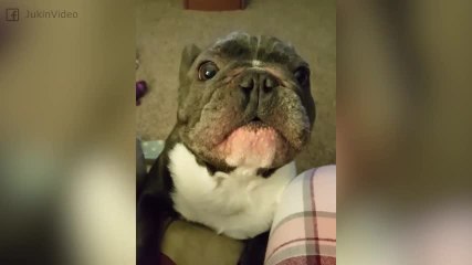 Ce bulldog fait autant de bruit qu'une course de voitures. Hilarant !