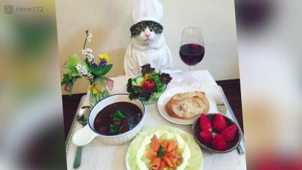 Ce chat suit son maître partout, même au restaurant !