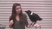 Ce corbeau est capable de parler... Impressionnant !