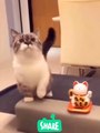 Cats are so funny / viral cat video/ pets