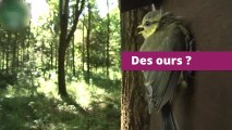 Quand les oiseaux discutent, c'est très drôle