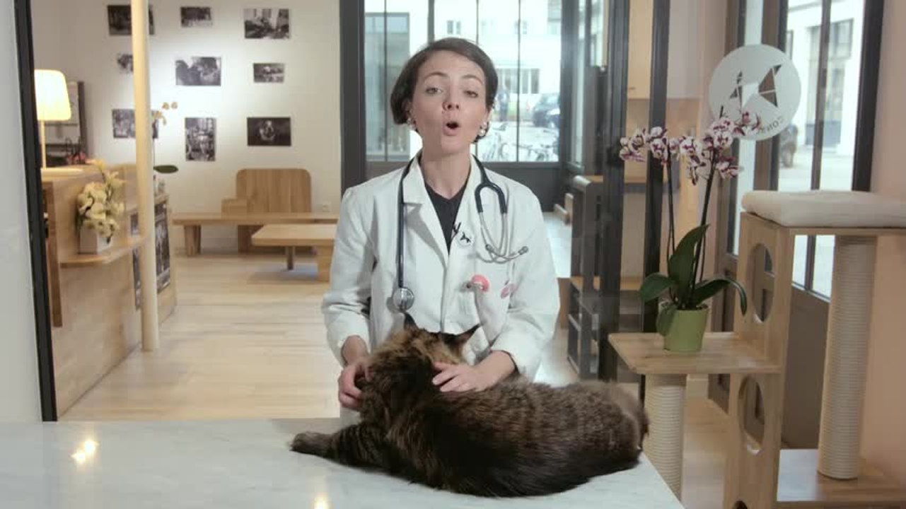 Doctissimo - Forum_ANIMAUX