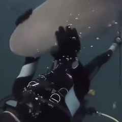 Il caresse un requin dans l'océan