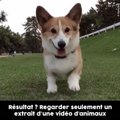 C'est prouvé, regarder des vidéos d'animaux rendrait plus heureux !