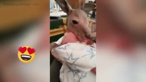 Ce bébé kangourou est si mignon !
