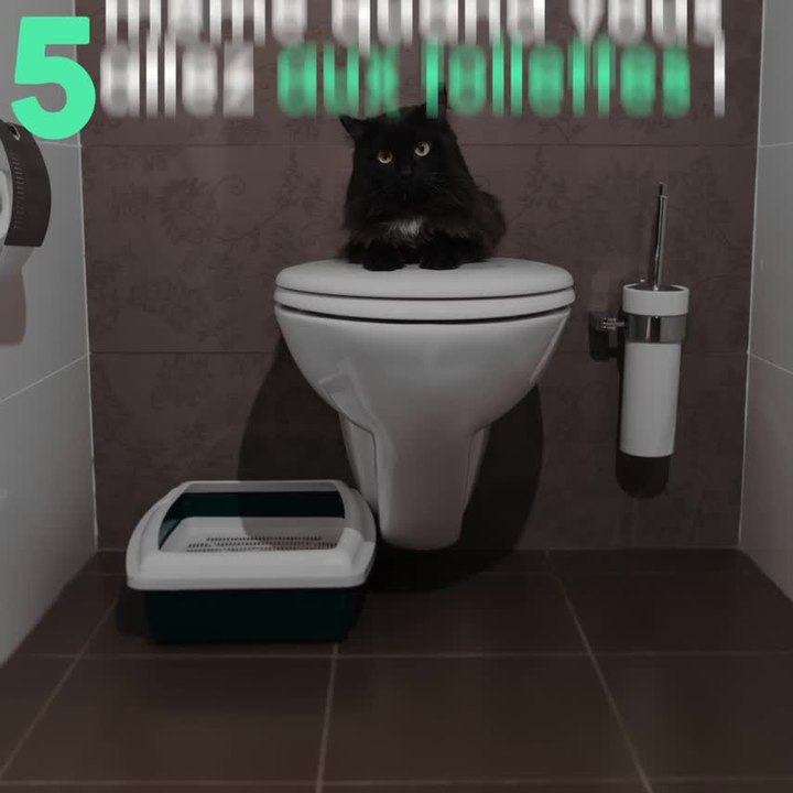 8 preuves que votre chat vous aime