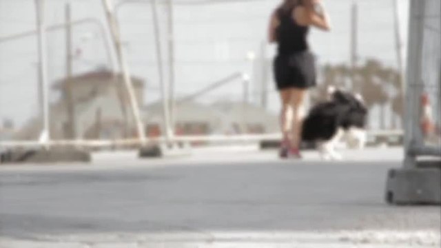 Les animaleries n'ont le droit de vendre que des animaux abandonnés