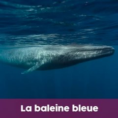 Extinction animale : l'heure est grave !