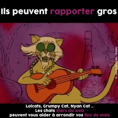 5 bonnes raisons d'adorer les chats