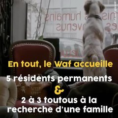 Découvrez le Waf, le bar à chiens de Lille