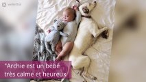 Ce chien maltraité a peur de tout le monde. Sauf de ce bébé