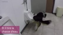 Ce chien fait va aux toilettes pour faire pipi. Découvrez comment son