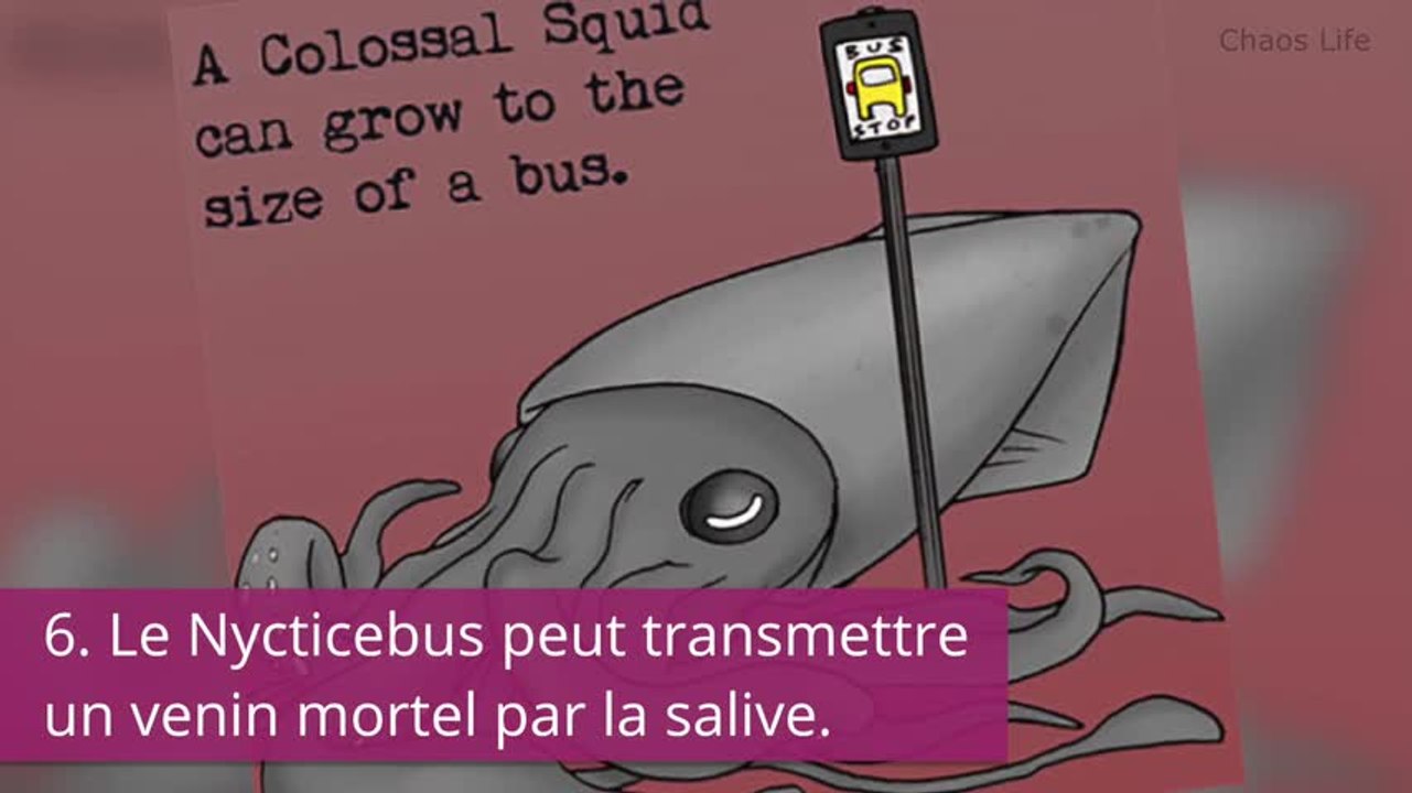 10 infos improbables sur nos amies les bêtes à connaître absolument