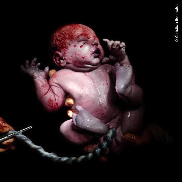 Christian Berthelot immortalise les premiers instants de vie