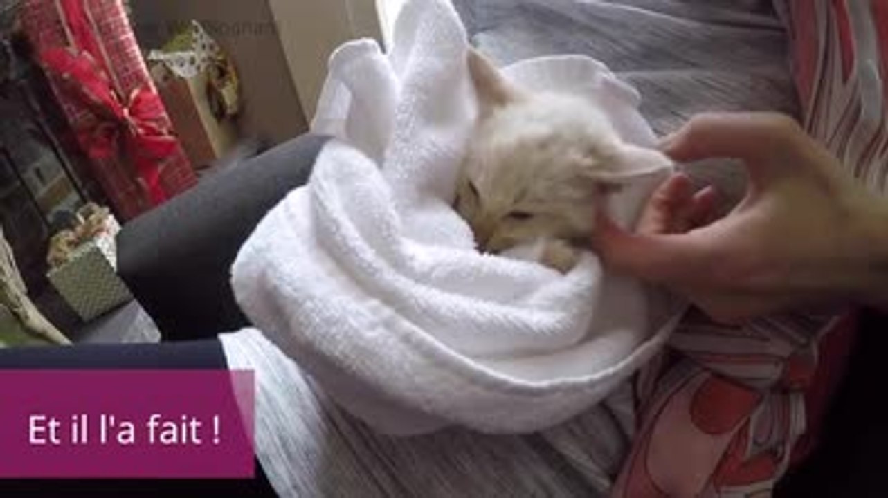 FR_170901-04-kitten-found-frozen