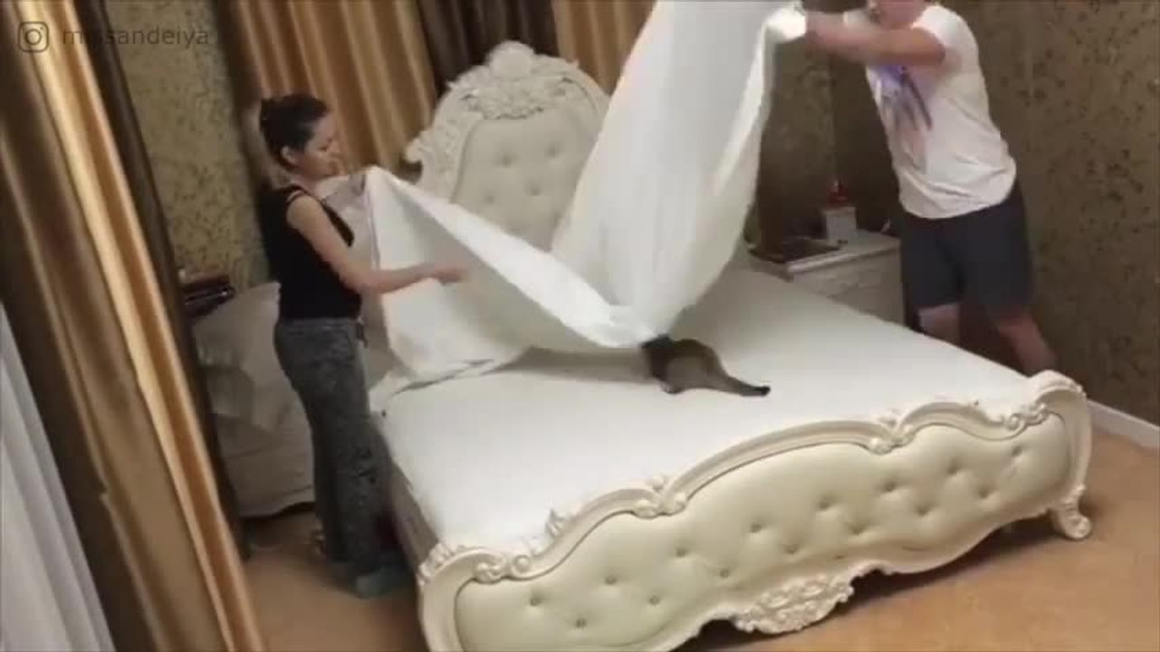FR_170906-01-making-bed-with-a-cat