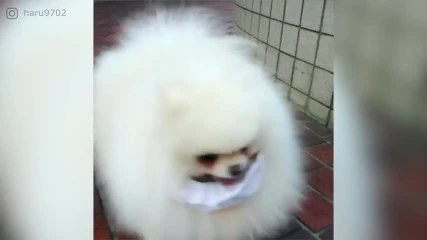 FR_170905-03-fluffly-dog