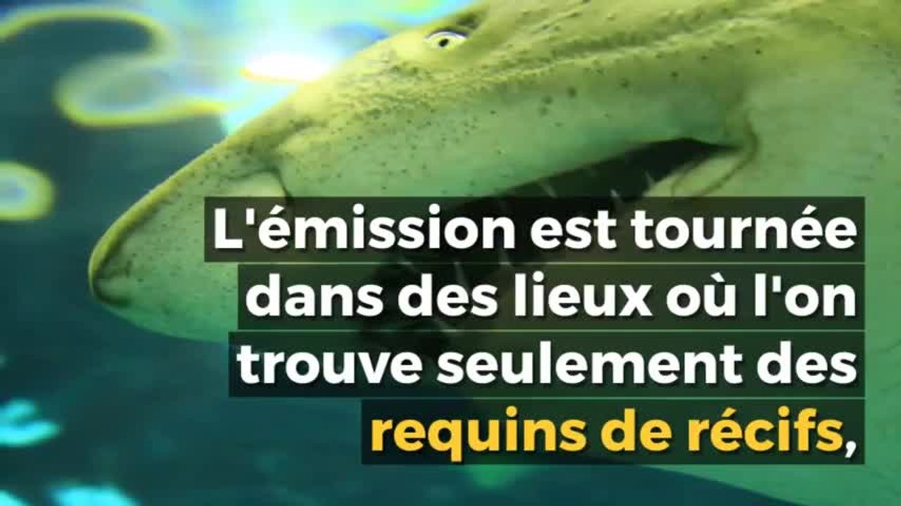 Koh Lanta : les candidats sont-ils en danger à cause des requins