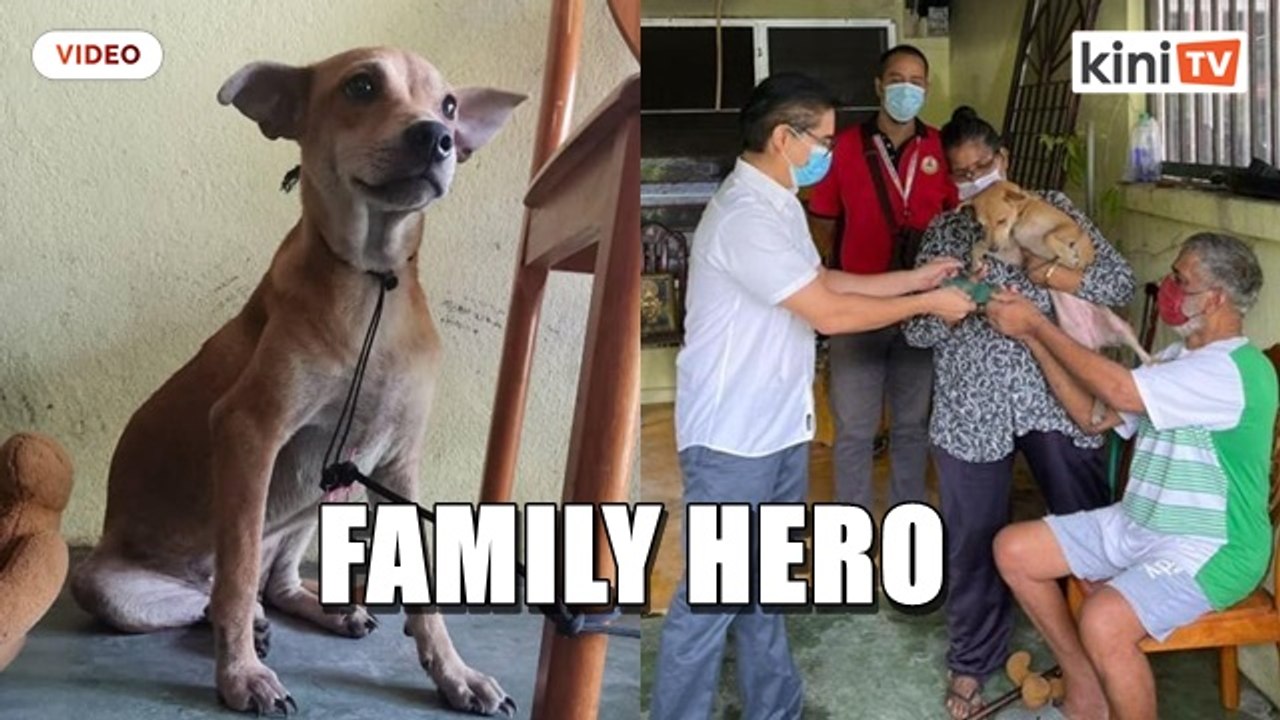 A puppy's persistence saves family from house fire