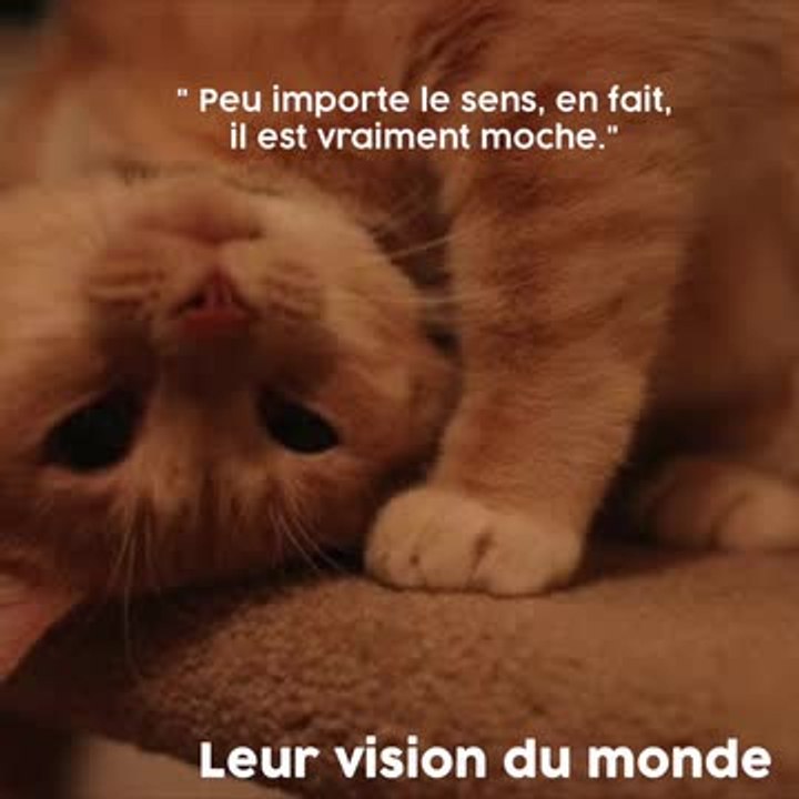 14 photos qui montrent qu'on ne comprendra jamais les chats