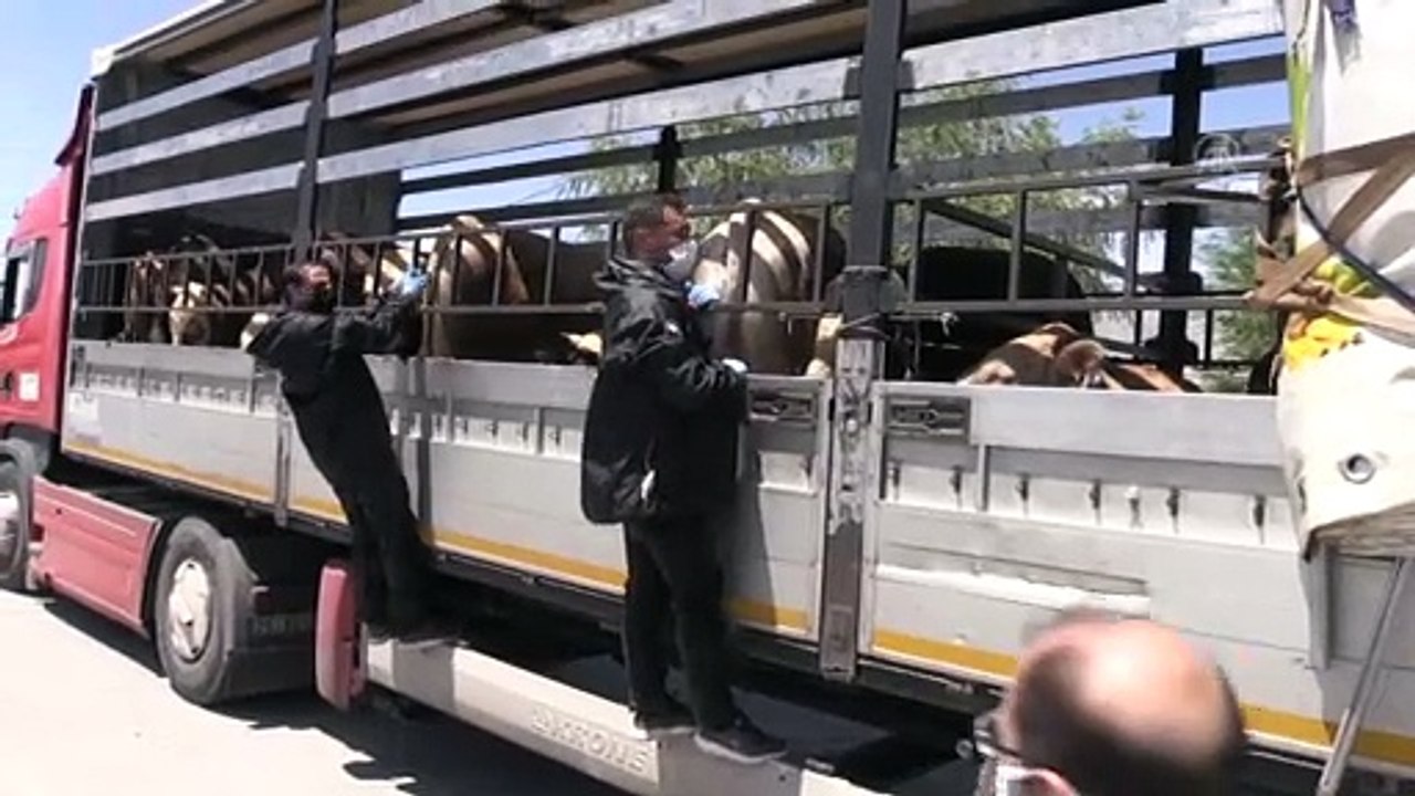 ERZİNCAN - Doğu Anadolu'dan batı illerine sevk edilen kurbanlıklara sıkı denetim