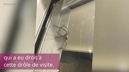 L'araignée monstrueuse qui a piégé une famille dans sa propre maison