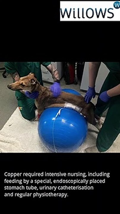 Couple weep with joy as they are reunited with their dog after he was struck down with a rare disease