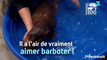Premier bain pour cet hippopotame trop mignon !