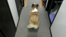 FR_170824-03-corgi-shakes-its-butt-bigsc