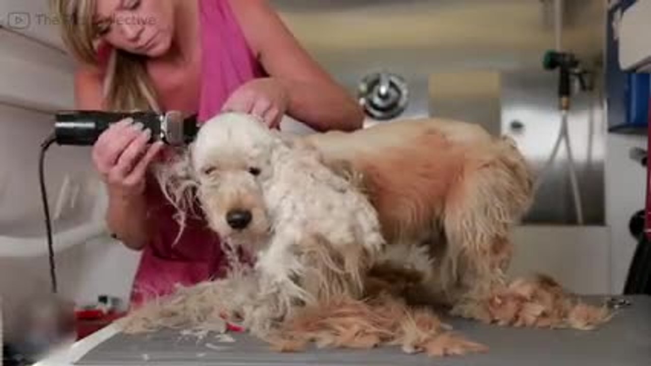Il recueille et soigne un chien abandonné