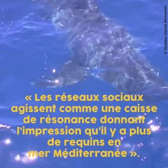 Les requins envahissent de plus en plus la Méditerranée