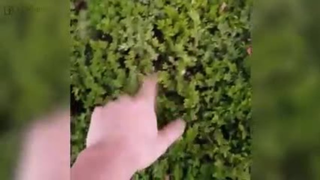 Ces deux chatons se cachent dans un buisson. Adorable !